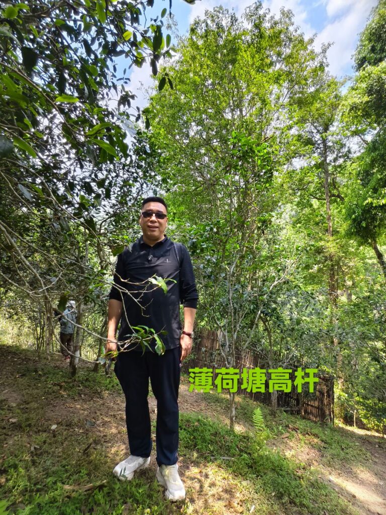 古茶園尋茶：走進茶山，先看茶樹長勢