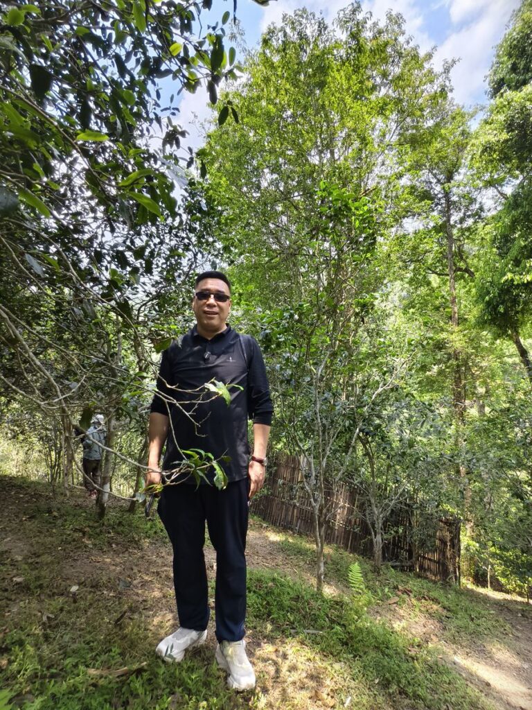 茶山步道：春茶季的日常路線
